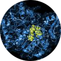 Chemistry services for oncology research is vital in order to optimize the best version of your compound.